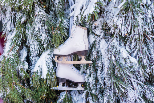 Figure skates against the backdrop of snow-covered spruce branches.