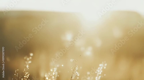 Delicate grass stems with tiny water droplets are shimmering in the warm, bright morning sunlight, creating a soft bokeh background with glowing highlights