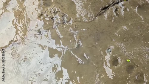 Abstract Texture of Wet Mud Surface in a Mangrove Swamp at Low Tide Featuring a Baby Mudskipper