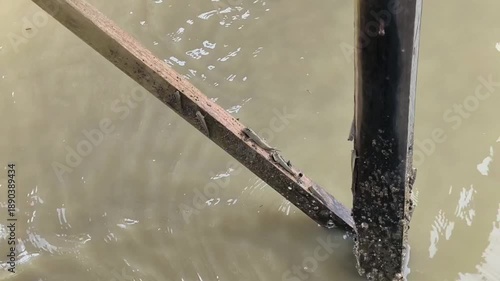 Amphibious Mudskipper Perched on Diagonal Wooden Stick in Mangrove