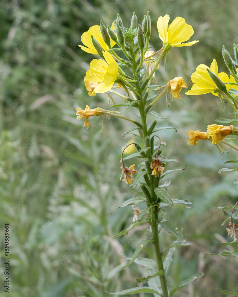 Obraz premium Bright yellow flowers stand tall in a green field during the daytime in a rural setting