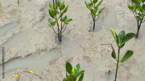 Camouflage Behavior of Mudskippers in Mudflat Ecosystems with Actively Growing Mangrove Saplings