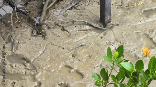 Mudskipper Camouflaged on Mud Near Mangrove Roots in Coastal Swamp