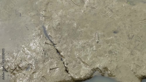 Small Mudskipper Fish Resting on Grey Mud Flat at Low Tide