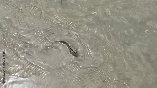 Wild Mudskipper Moving Through Shallow Water in Tidal Mangrove Forest