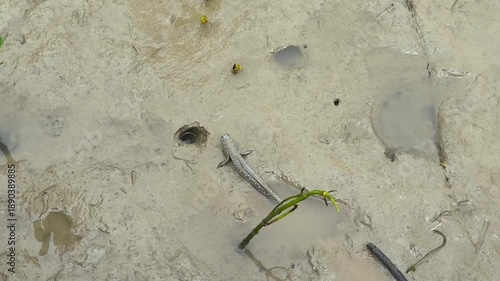 Amphibious Mudskipper Fish Crawling on Wet Mud in Mangrove Swamp