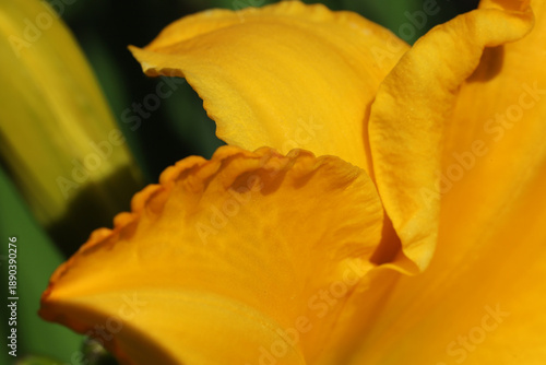 A vivid close-up of yellow rose petals, revealing rich texture and soft light...