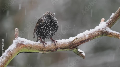 Star, Sturnus vulgaris

