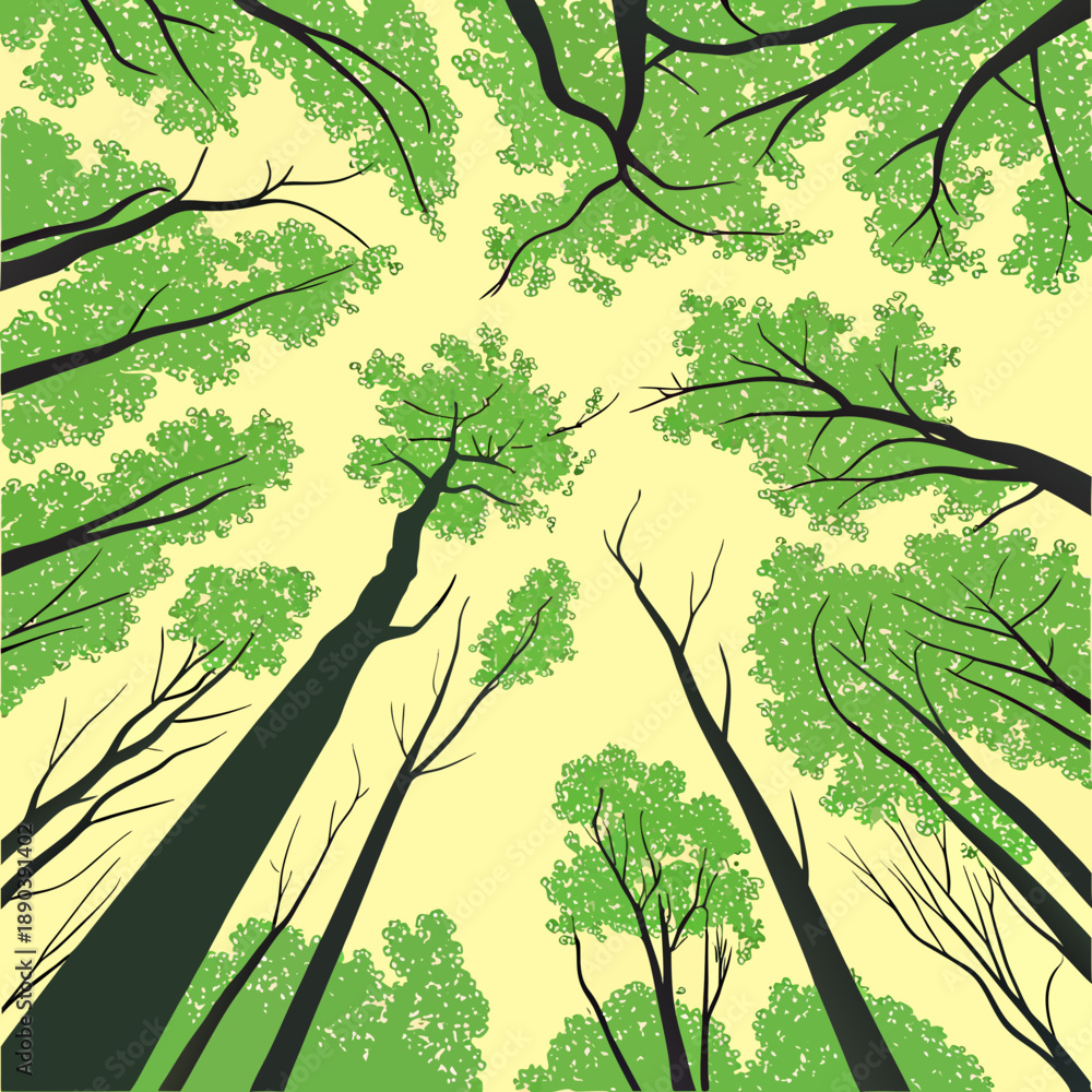 Fototapeta premium Trees with green leaves and branches stretching upwards towards the sky in a forest.svg Trees with green leaves and branches stretching upwards towards the sky in a forest Illustration of tall trees w