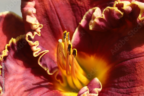 Close Up Pink Daylily Flower With Yellow Center And Soft Petal Texture For St...