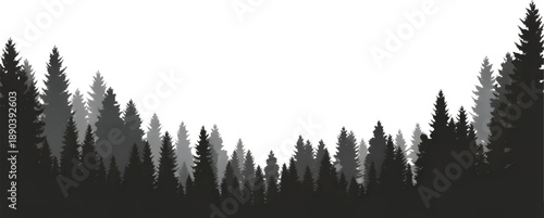 Silhouette of coniferous forest trees on white background