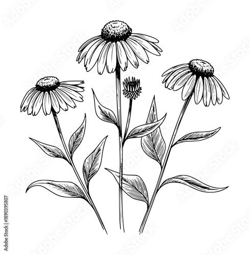 Hand drawn of echinacea flowers and leaves a white background botanical nature