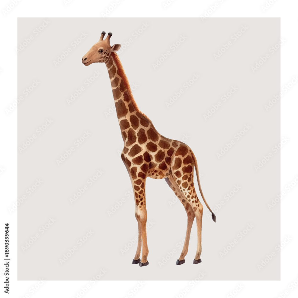 Obraz premium A graceful watercolor vector giraffe in natural tones. Perfect for educational designs, posters, travel themes, and sophisticated animal art projects.
