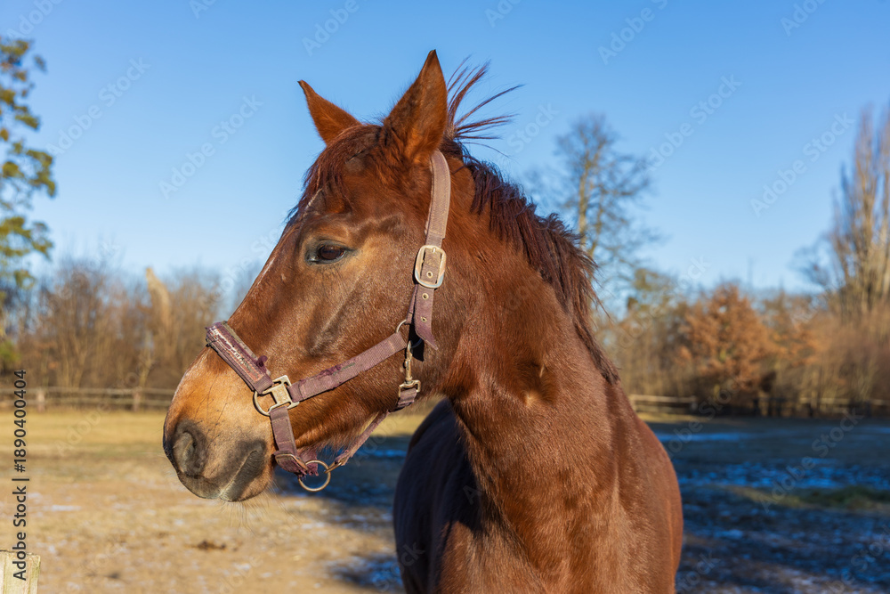 Fototapeta premium Close-up Portrait of a Brown Horse in Winter Paddock at Golden Hour