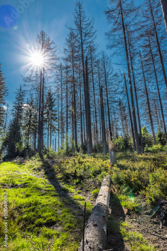 Borkenkäferbefall  im Thüringer Wald in Deutschland