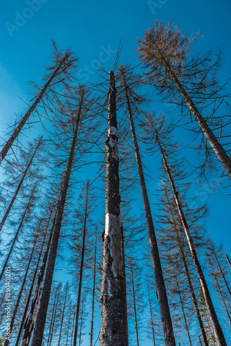 Borkenkäferbefall  im Thüringer Wald in Deutschland