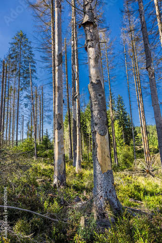 Borkenkäferbefall  im Thüringer Wald in Deutschland