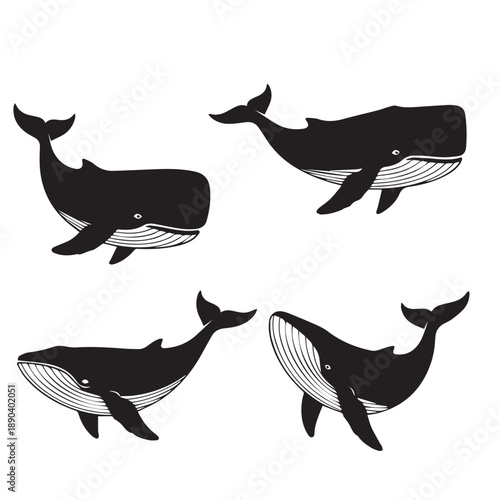 Whale Silhouette Vector
Whale Silhouette Black and White
Whale Vector Illustration
