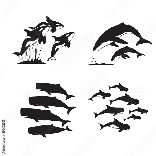 Whale Silhouette Vector
Whale Silhouette Black and White
Whale Vector Illustration