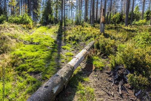 Borkenkäferbefall  im Thüringer Wald in Deutschland