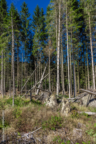 Borkenkäferbefall  im Thüringer Wald in Deutschland