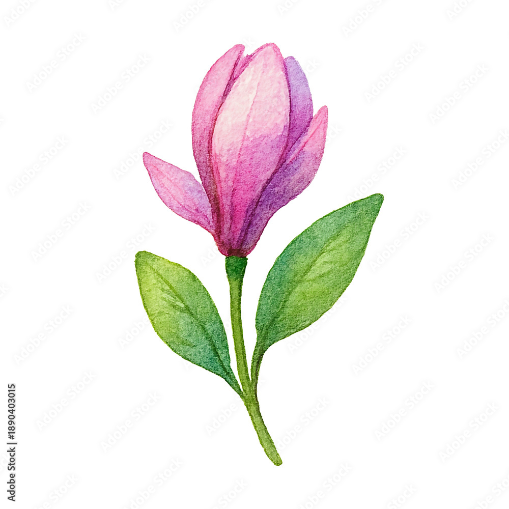 Fototapeta premium Watercolor Botanical Illustration of Magnolia Bud Isolated
