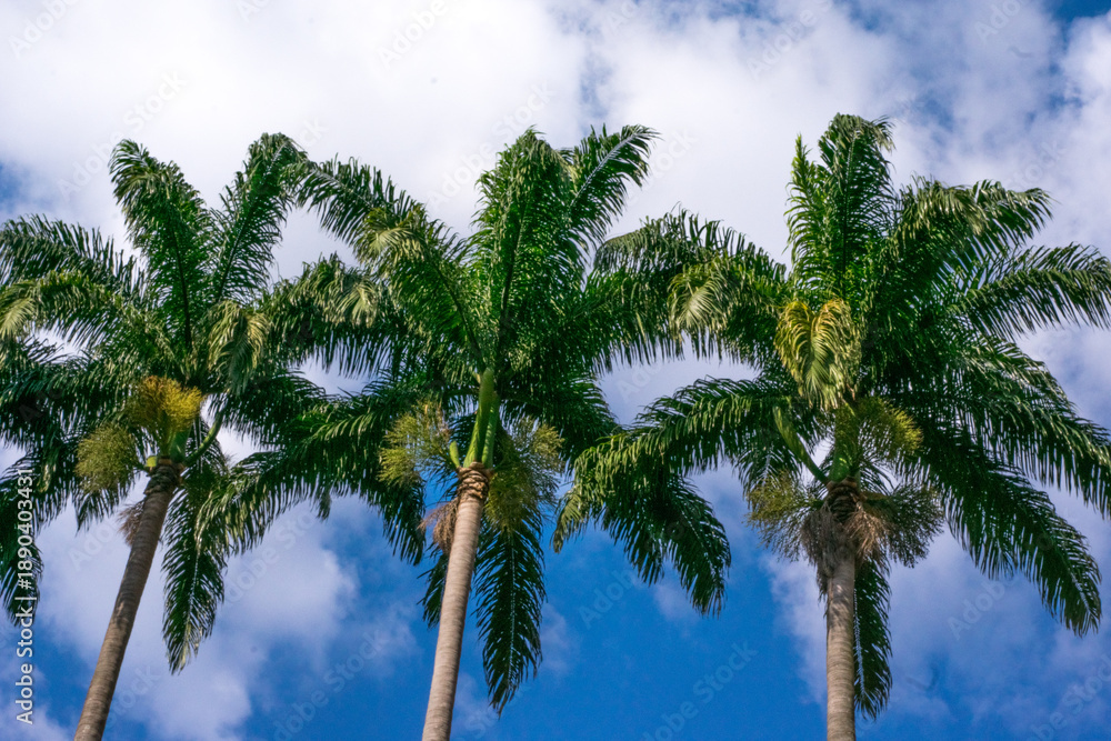 Obraz premium palm trees against blue sky