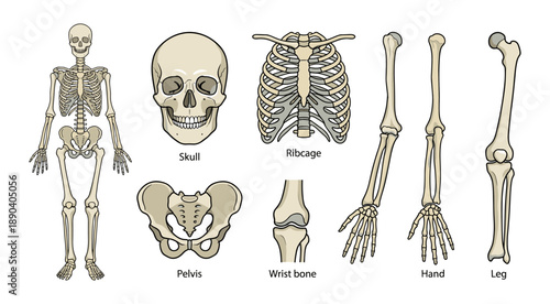 Human skeleton system showing anatomy of bones and parts