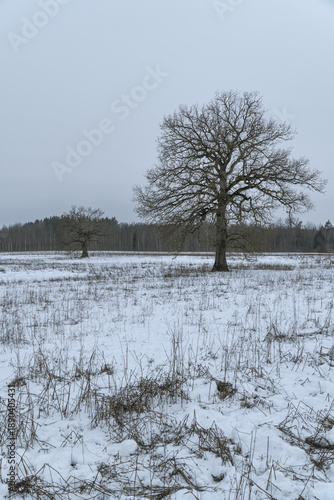 Wallpaper Mural Lone oak tree in snow covered meadow with distant forest under pale winter sky, minimalist rural Baltic landscape and quiet seasonal nature concept Torontodigital.ca