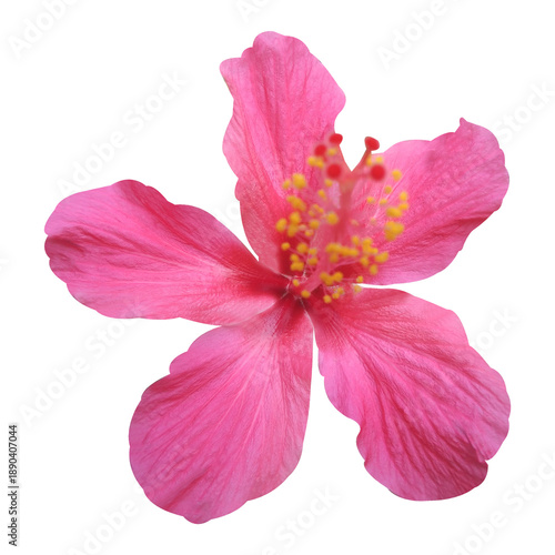 Wallpaper Mural pink hibiscus flower isolated image Torontodigital.ca