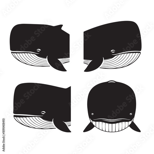 Whale Face Silhouette Vector
Whale Face Silhouette Black and White
Whale Face Vector Illustration