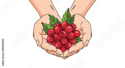 Cupped hands presenting a bunch of fresh red coffee berries and leaves in a symmetrical top down view on white.