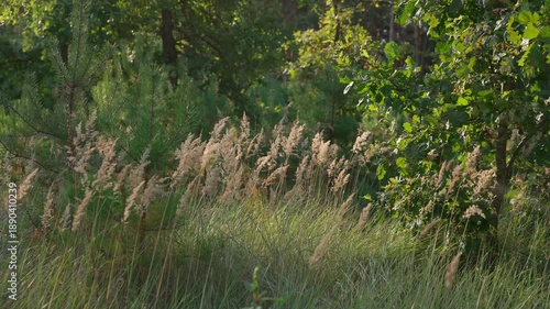 Wallpaper Mural Sunny forest clearing with tall wild grass. Natural landscape concept. Torontodigital.ca