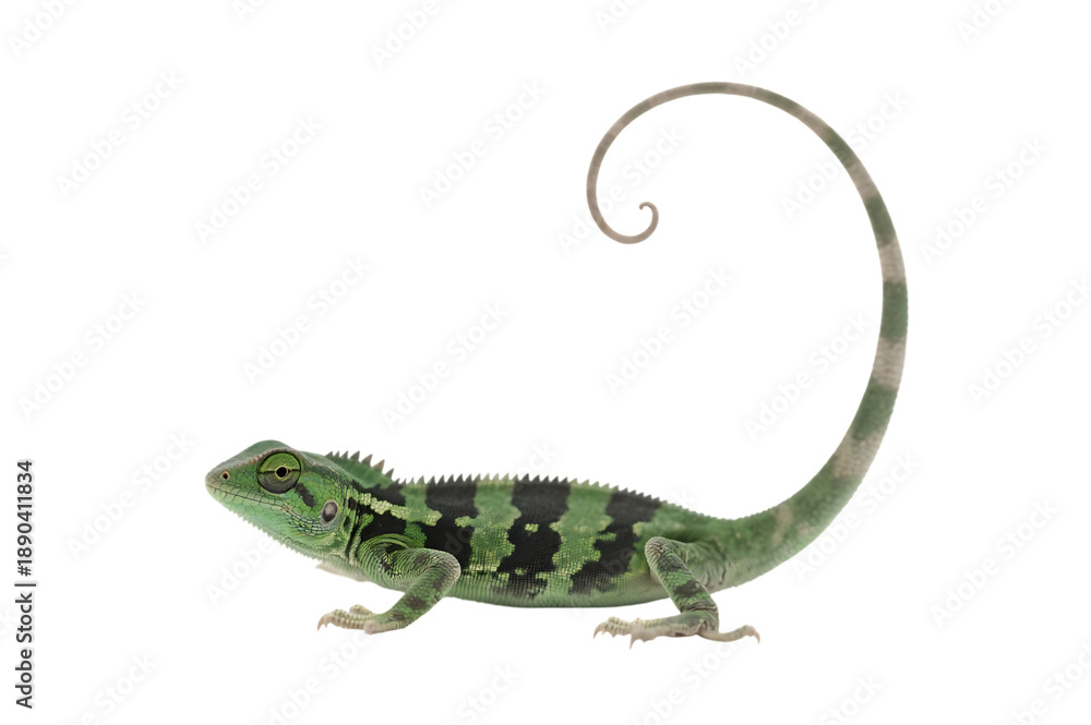 Fototapeta premium Green chameleon with curled tail on transparent background