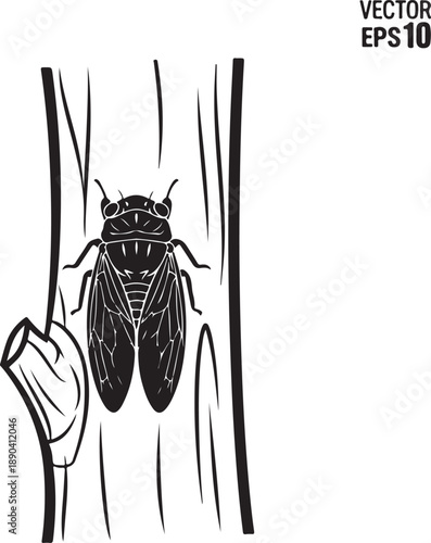 Black and white of a cicada on a tree trunk insect