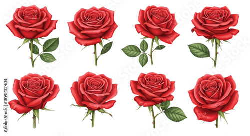 Realistic Red Rose Set with Dew Drops, Detailed Botanical Floral Collection Isolated