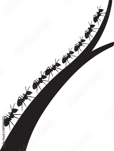 Black ants marching in a line on a curved dark surface insect insects de
