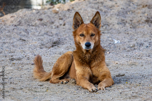 dog on the beach