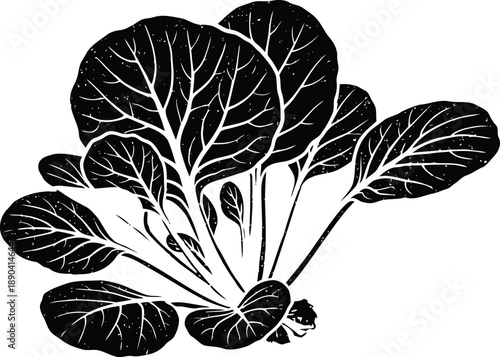 green spinach leaves with stems isolated on white background fresh vegetable plant illustration