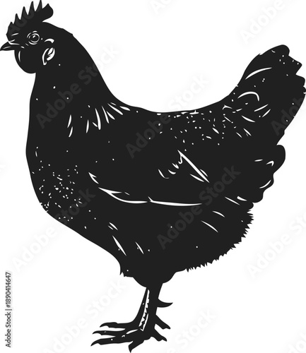 Black silhouette of a chicken standing sideways with detailed feather texture and comb