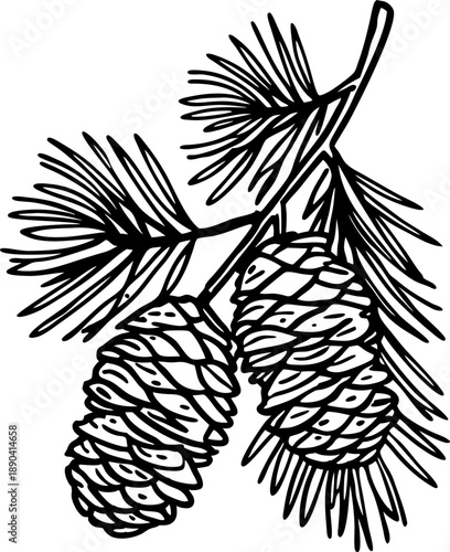 Pine cones hanging on a branch with needles botanical nature sketch illustration