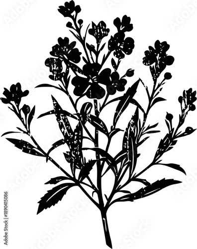 Silhouette of flowering plant with leaves and buds isolated on white background