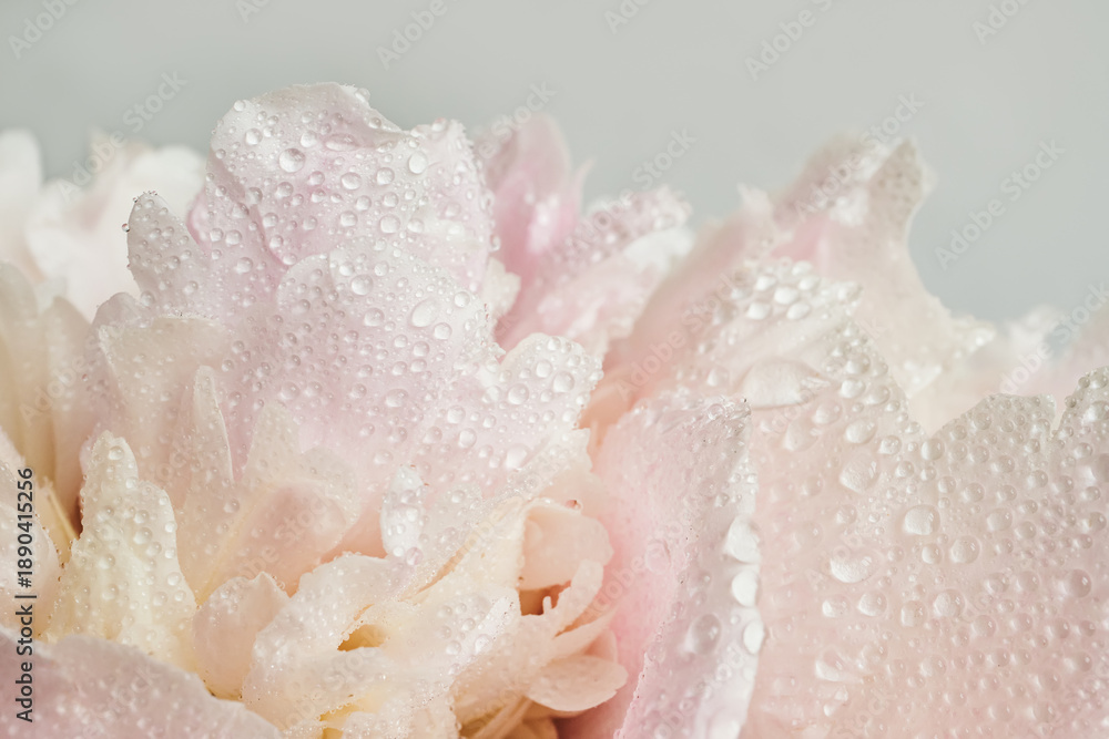Fototapeta premium Pink peony petals with water drops macro close up on soft light background