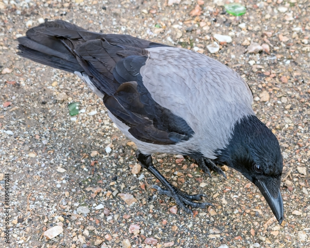 Obraz premium beautiful gray and black crow