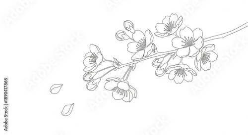 Delicate cherry blossoms on a branch with falling petals isolated on white background