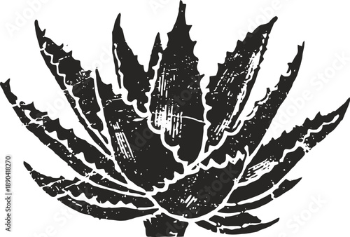 Vintage aloe vera plant illustration with detailed textured leaves in black and white