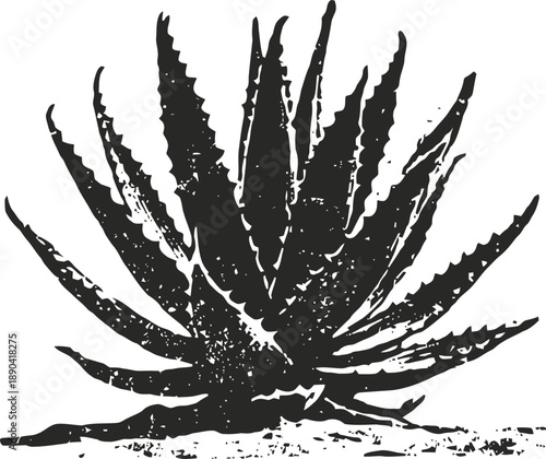 Illustration of a spiky agave plant with textured leaves and desert ground beneath