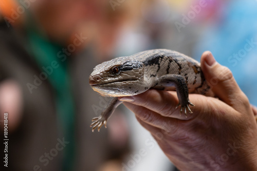 Fotografia Close-up of a Blue-tongued Skink (Tiliqua scincoides) being held in a human hand