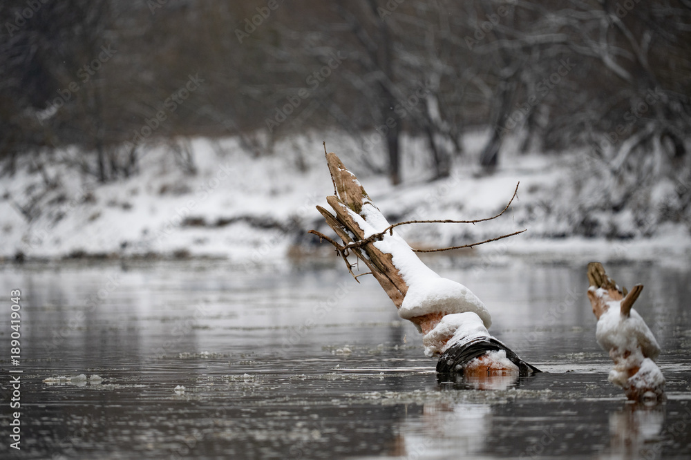 Obraz premium Vistula river in winter