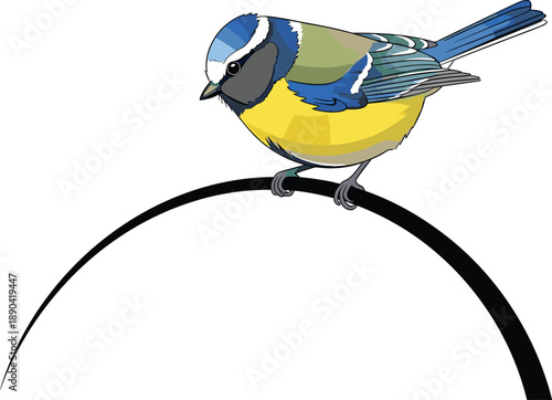 Colorful blue tit bird illustration perched on branch, detailed wildlife vector art, isolated on white background for nature, education, design projects, branding, print